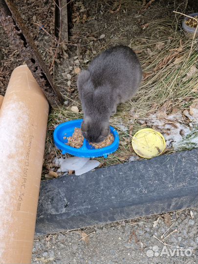 Молодая кошка, серая