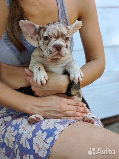 Французский бульдог щенки