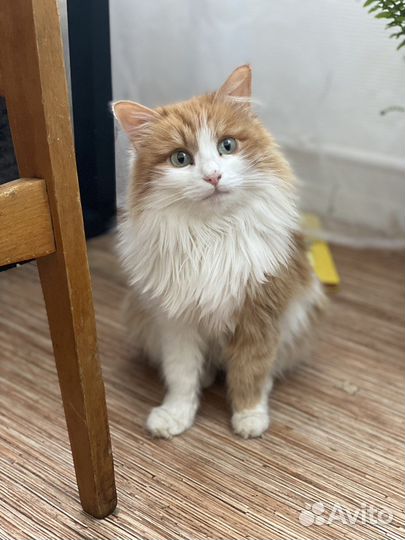 Кошка рыжая