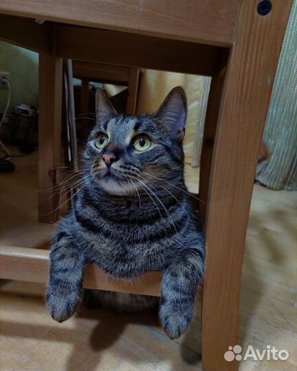 Няшный кот Барсик в добрые руки