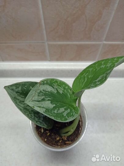 Сциндапсусы