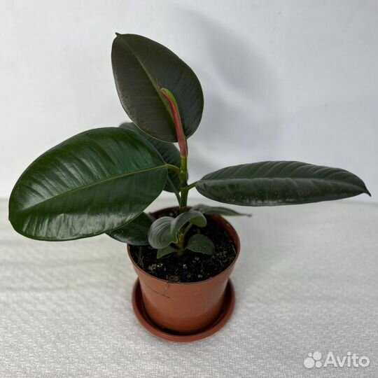 Фикус Робуста