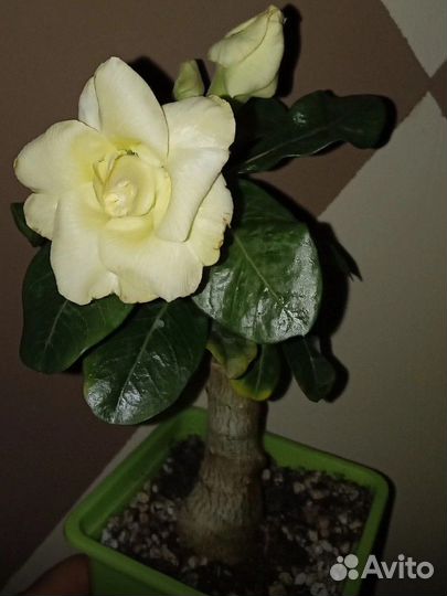 Адениум прививка