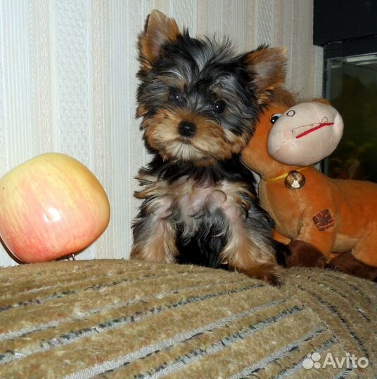 Йорики-миники