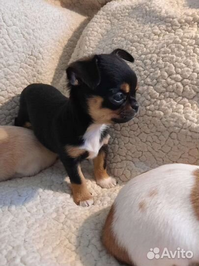 Вязка чих мини