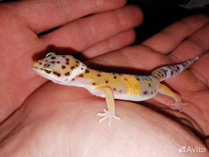 Пятнистый эублефар