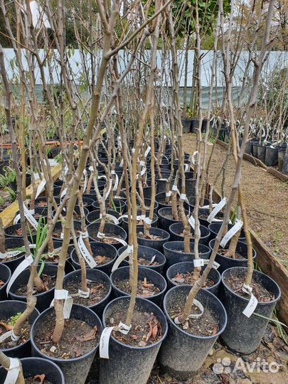 Плодовые деревья