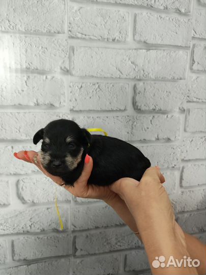 Цвергшнауцер