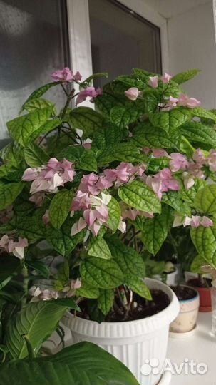 Клеродендрума