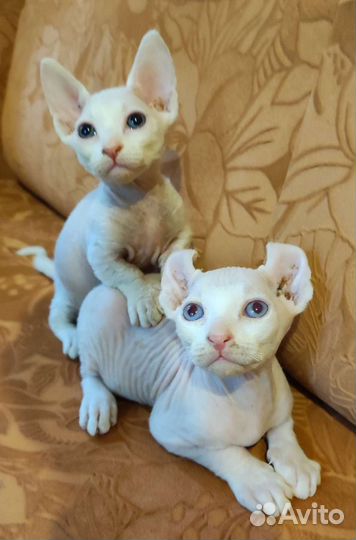 Канадский сфинкс эльф котенок