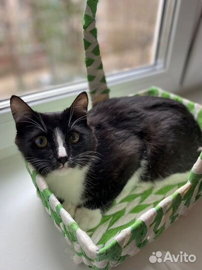 Котик в добрые руки