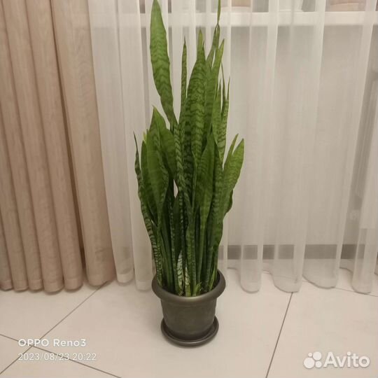 Сансевиерия