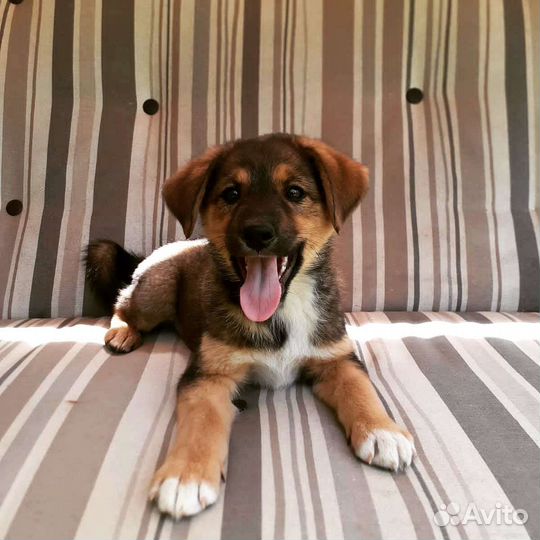 Собака в добрые руки отдам бесплатно