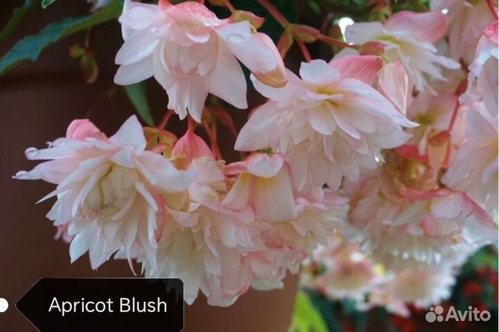 Бегония ампельная вегетативная