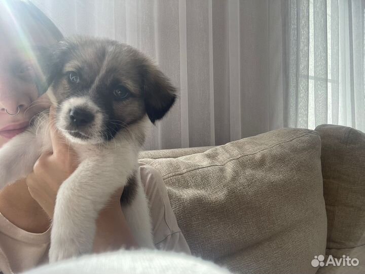 Щенок в добрые руки