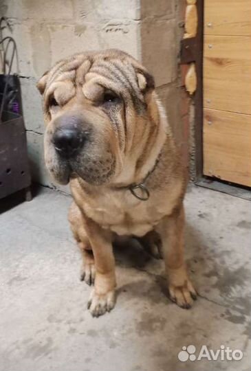 Щенок шарпея