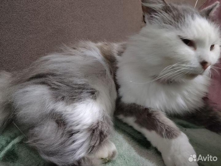 Кот в добрые руки