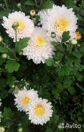 Лилии,хризантемы