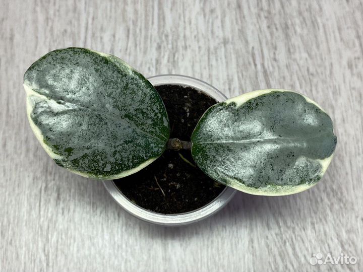 Hoya carnosa cv. Argentea picta var. с ростом