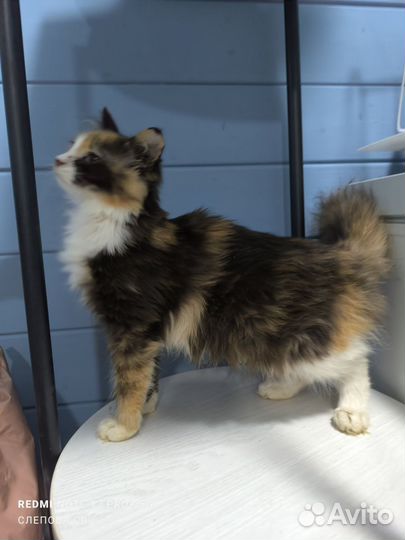 Котодетки, 4 месяца