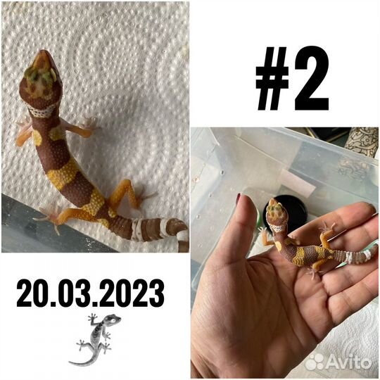 Эубливар малыши мальчики и девочки