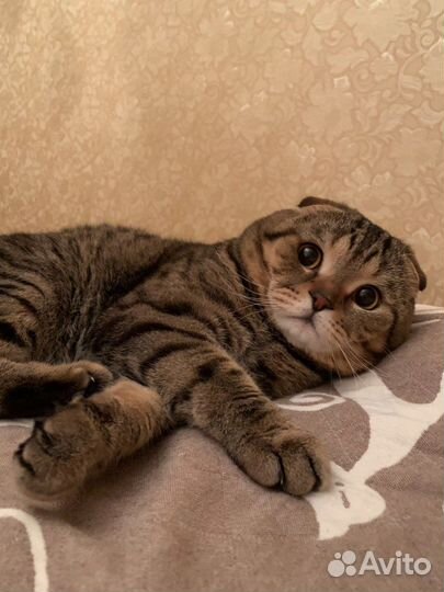 Шотландский кот для вязки