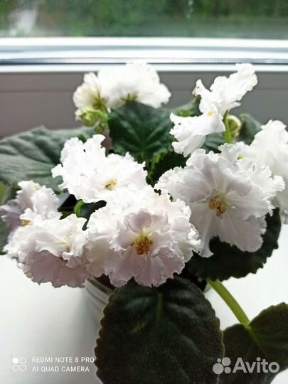 Детки сортовых фиалок