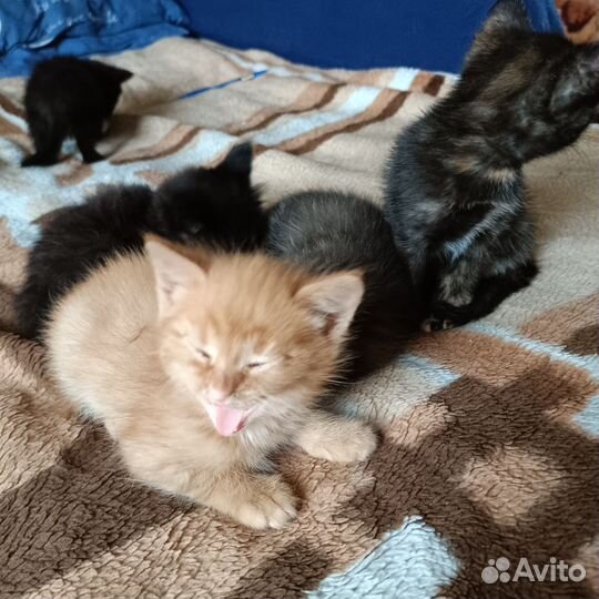 Кошечка в добрые руки