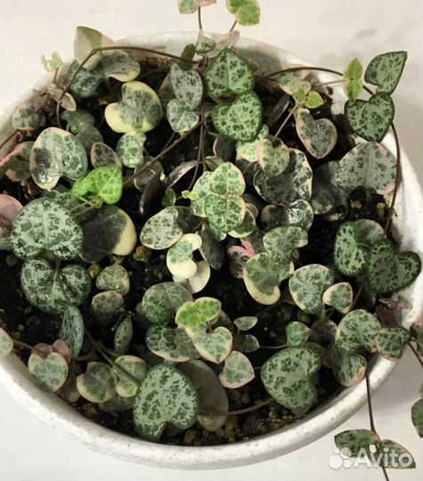 Циропегия вуда