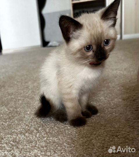 Котенок