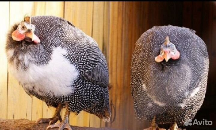 Цесарки самцы