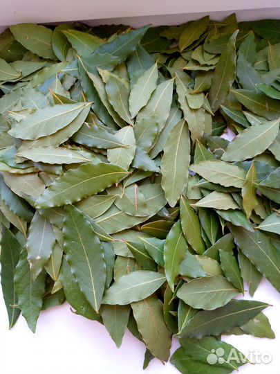 Лавровый лист