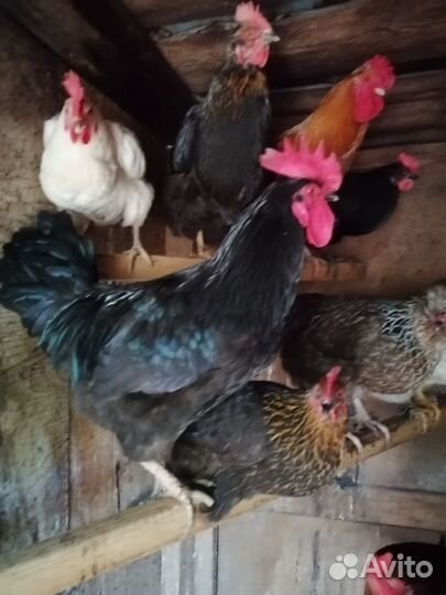 Петушок 7 месяцев