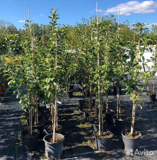 Плодовые деревья и саженцы