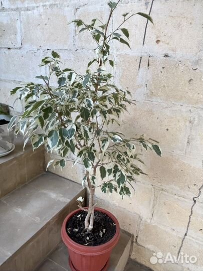 Бенжамин петнистый