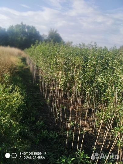 Сирень на штамбе