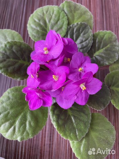 Комнатные цветы