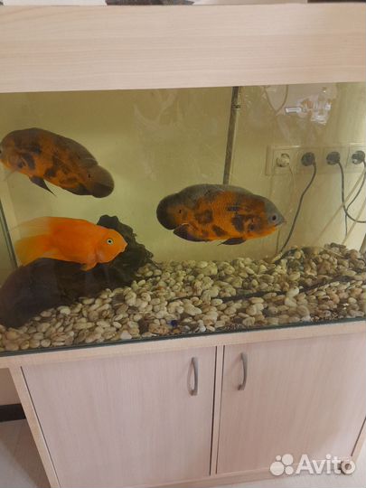 Аквариум с тумбой 200 литров
