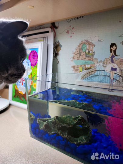 Аквариум для петушка с аксессуарами