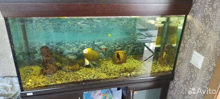 Аквариум