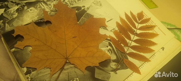 Гербарий для школы