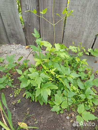 Клематис тангутский