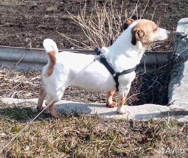 Джек Рассел терьер