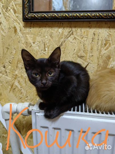 Котята в дар