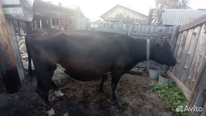 Корова стельная дойная