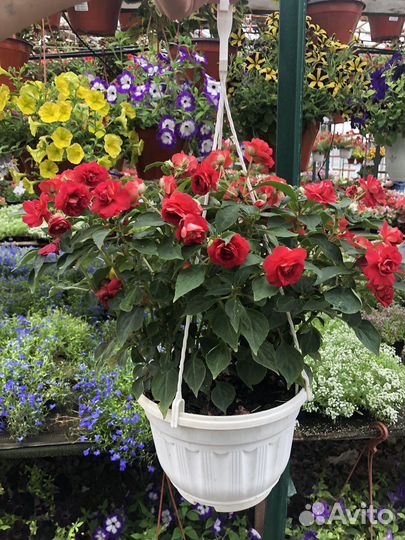 Бальзамин ванька мокрый