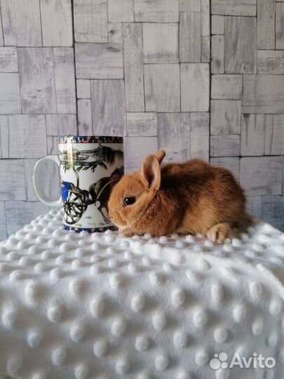 Продам карликовых крольчат
