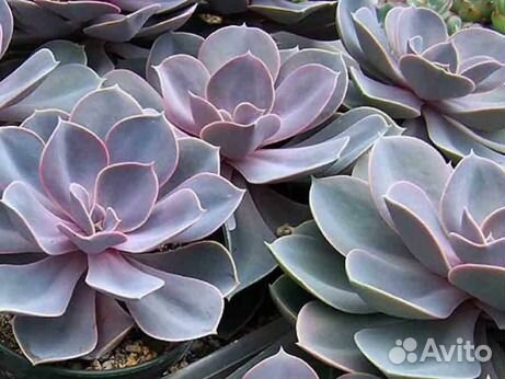 Эчеверия, каменная роза (суккулен