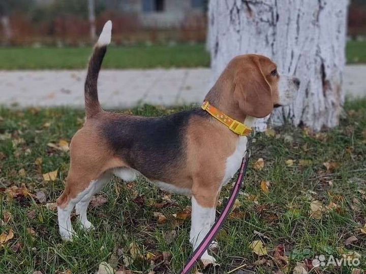 Вязка кобель бигль