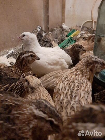 Перепела инкубационное яйцо Доставка